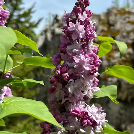 Гостевой дом Rilindja *