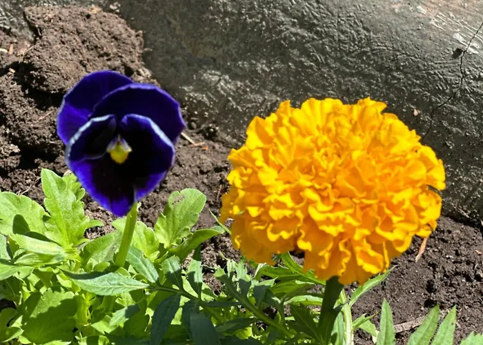 Pensión Rilindja Valbone