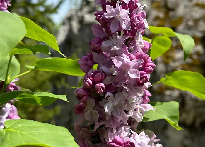 Pensjonat Rilindja *